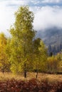 Fabulous autumn nature with yellow birches in the foreground. Autumn in the Carpathian mountains with fog and golden trees. Beauty Royalty Free Stock Photo