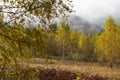 Fabulous autumn nature with yellow birches in the foreground. Autumn in the Carpathian mountains with fog and golden trees. Beauty Royalty Free Stock Photo