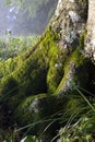 fabulous background. moss on tree