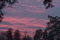 Fabulous beautiful pink suburb sunset in winter in the forest and coniferous trees in the snow. Royalty Free Stock Photo