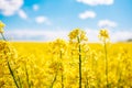 Fabulous beautiful yellow rape flowers on a background of blue sky and clouds. Colza or canola flower Royalty Free Stock Photo