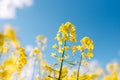 Fabulous beautiful yellow rape flowers on a background of blue sky and clouds. Colza or canola flower Royalty Free Stock Photo