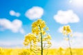 Fabulous beautiful yellow rape flowers on a background of blue sky and clouds. Colza or canola flower Royalty Free Stock Photo