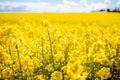 Fabulous beautiful yellow rape flowers on a background of blue sky and clouds. Colza or canola flower. Rape field Royalty Free Stock Photo