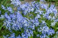 Fabulous Blue Dark Center. Blue phlox flowers. Floral background in the summer garden. Periwinkle flower bud bouquet on