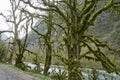 A fabulous boxwood forest on the verge of destruction. Trees covered with moss in a mountain gorge near the river
