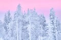 Fabulous Christmas winter forest at sunset, everything is covered with snow. Pine and spruce trees covered in snow. Blizzard