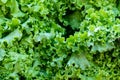 Texture of a fresh green healthy laughing leaves of Batavia Lettuce