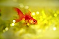 Fabulous fantastic goldfish