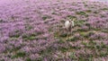 A fabulous field of lilac lavender with a white perfect horse. Flower fields with green grass and a white horse with a