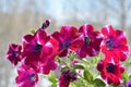 Fabulous flowering of petunia in march. Beautiful blooming garden on the balcony