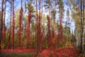 Fabulous forest with red vines, landscape