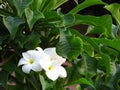 Fabulous fragrant pure white scented blooms with yellow centers of exotic tropical frangipanni species plumeria on tree