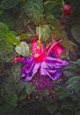 Fabulous Fuchsia Flower Abstract Artistic Illustration Royalty Free Stock Photo