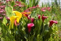 Fabulous Group of Colorful Calla Lily Flowers in Garden Royalty Free Stock Photo