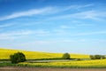 Fabulous landscape with bushes among of yellow rapeseed fields o