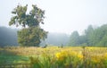 Fabulous landscape, early morning field, beautiful yellow flowers and an old linden tree in the foreground Early morning Royalty Free Stock Photo