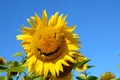 Fabulous landscape of sunflower with and face with a smile again Royalty Free Stock Photo