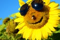 Fabulous landscape of sunflower with and face with a smile and s Royalty Free Stock Photo