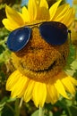 Fabulous landscape of sunflower with and face with a smile and s Royalty Free Stock Photo