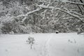 Fabulous landscapes of winter snow-covered forest after heavy snowfall Royalty Free Stock Photo