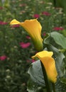 Two Bright Yellow Calla Lily Flowers In Garden Royalty Free Stock Photo