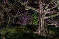 Fabulous meadow in a magical dense forest