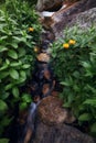 Fabulous mountain streams, lush greenery and flowers around. Thawed spring water from the mountains. Magical views of high Royalty Free Stock Photo