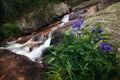 Fabulous mountain streams, lush greenery and flowers around. Thawed spring water from the mountains. Magical views of high Royalty Free Stock Photo