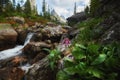 Fabulous mountain streams, lush greenery and flowers around. Thawed spring water from the mountains. Magical views of high Royalty Free Stock Photo