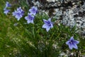 Fabulous mountain streams, lush greenery and flowers around. Thawed spring water from the mountains. Magical views of high Royalty Free Stock Photo