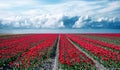 Fabulous mystical stunning magical spring landscape with a tulip field on the background of a cloudy sky in Holland. Charming Royalty Free Stock Photo