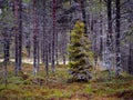 Fabulous Northern forest. Fir-tree covered with moss.Natural background Royalty Free Stock Photo