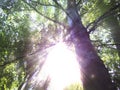 The magic light of the sun shines through the trees with bright rays.