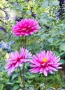 Fabulous Pink Dahlia Trio Standing Tall In Flower Garden