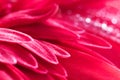 Fabulous pink gerbera petals in the summer garden. Spring summer close-up image