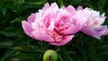 fabulous pink peony for home decoration