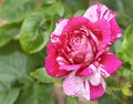 Fabulous Pink and White Streaked Hybrid Tea Rose