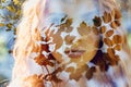 Fabulous portrait of a red-haired girl in nature with double exposure and glare. Beautiful redhead girl with long hair in forest Royalty Free Stock Photo