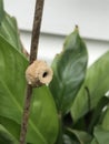 Fabulous Pot From Potter Wasp Insect - Eumeninae