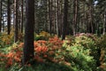 Fabulous rhododendron park blooming in the middle of the forest