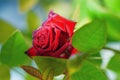 Fabulous rose in fabulous garden. Beautiful red flower summer day.