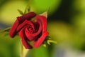Fabulous rose in fabulous garden. Beautiful red flower summer day.