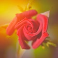 Festive rose in the garden. Red rose in the sunlight. Royalty Free Stock Photo