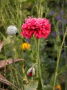 Fabulous Ruffled Double Red Breadseed Poppy Flower