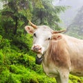 Fabulous scenery, cow grazing on the hill in fog, Carpathian mountains, Ukraine.