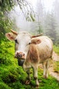 Fabulous scenery, cow grazing on the hill in fog, Carpathian mountains, Ukraine.