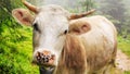 Fabulous scenery, cow grazing on the hill in fog, Carpathian mountains, Ukraine.