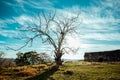 Fabulous silhouette of an old tree against the sky and sun