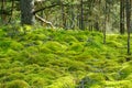 A fabulous, with small green mossy hills covered forest landscape, forest floor, mosses